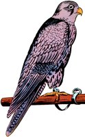 FALCON.TIF