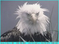 EAGLE_G.GIF