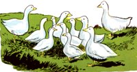 DUCKS3.TIF