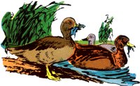DUCKS2.TIF