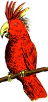 COCKATOO.TIF