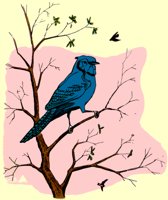 BLUEJAY.TIF