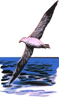 ALBATROS.TIF