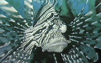 FISH.GIF