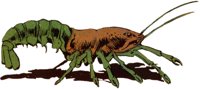 CRAYFISH.TIF