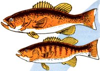 BASS.TIF