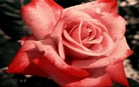 ROSE2.GIF