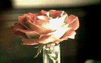 ROSE1.GIF
