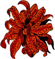 LILY4.TIF