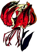 LILY3.TIF