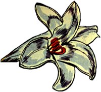 LILY2.TIF