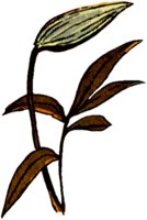 LILY1.TIF