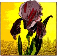 IRIS.TIF