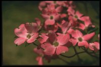 FLOWERS.GIF