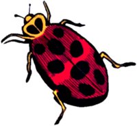 LADYBUG4.TIF
