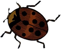 LADYBUG3.TIF