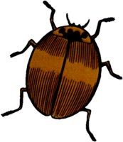 LADYBUG2.TIF