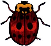 LADYBUG1.TIF