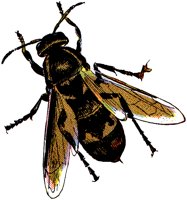 HORNET.TIF