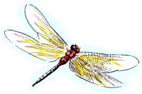 DRAGNFLY.TIF