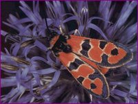 BUGS018.BMP
