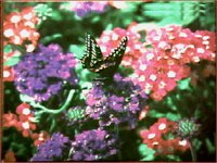 BUGS009.BMP