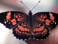 BUGS008.BMP