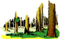 FOREST.TIF