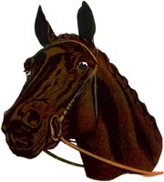HORSE.TIF