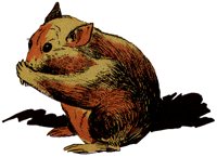HAMSTER.TIF