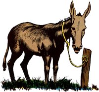 DONKEY.TIF