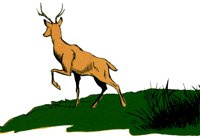 DEER.TIF
