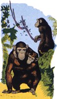 CHIMP.TIF