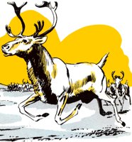 CARIBOU.TIF