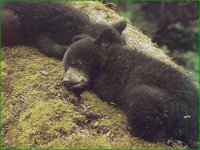 BEA_008.GIF