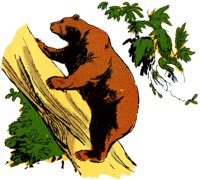 BEAR1.TIF