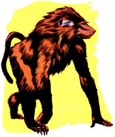 BABOON.TIF