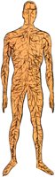 BODY.TIF