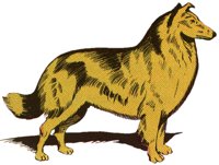 COLLIE.TIF