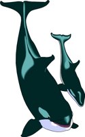 KI_WHALE.WMF