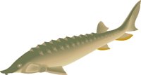 STURGEON.WMF