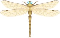 DRAGNFLY.WMF