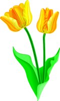 TULIP2.WMF