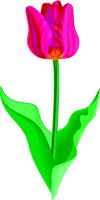 TULIP1.WMF