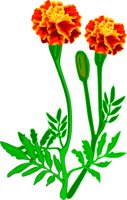 TAGETES.WMF