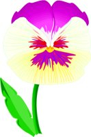 PANSY1.WMF