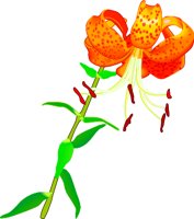 LILY_R.WMF