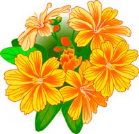 LEWISIA.WMF
