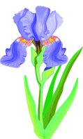 IRIS3.WMF