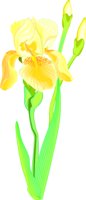 IRIS2.WMF